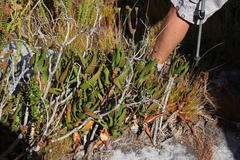 Aloiampelos commixta