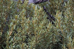 Grubbia tomentosa