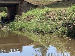 Anas platyrhynchos platyrhynchos