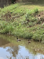 Anas platyrhynchos platyrhynchos