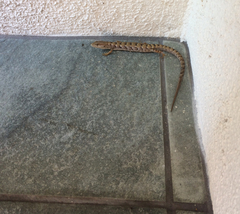 Elgaria multicarinata