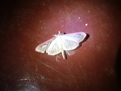 Cadarena pudoraria