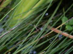 Tetragnatha bogotensis
