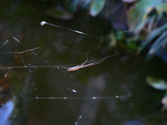 Tetragnatha bogotensis