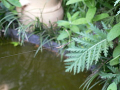 Tetragnatha bogotensis