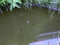 Tetragnatha bogotensis