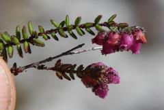 Erica clavisepala