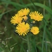 Meadow Hawkweed - Photo (c) S. Rae, some rights reserved (CC BY)