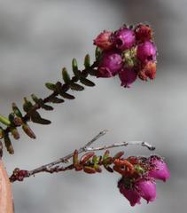 Erica clavisepala