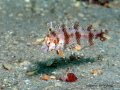 Xyrichtys splendens