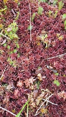 Sphagnum medium