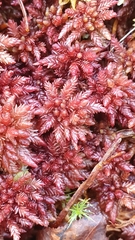 Sphagnum medium