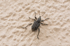 Brachypera zoilus