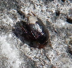 Microporus nigrita