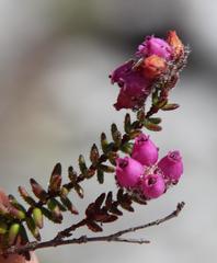 Erica clavisepala