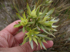 Leucadendron floridum
