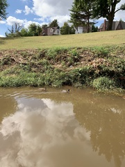 Anas platyrhynchos platyrhynchos