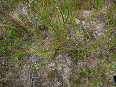 Struthiola myrsinites