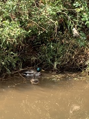 Anas platyrhynchos platyrhynchos