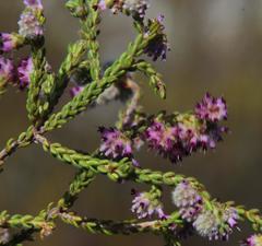 Erica similis