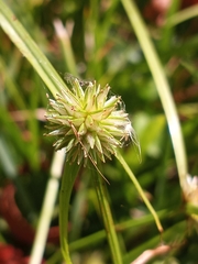 Cyperus brevifolioides