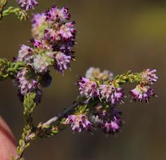 Erica similis