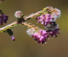 Erica similis