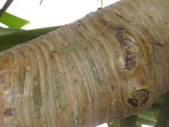 Lygodactylus thomensis thomensis