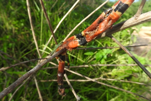 Diastema Coral Snake