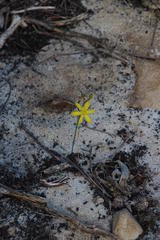 Bulbine favosa