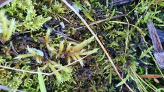 Brachythecium glareosum