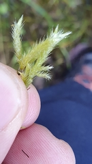 Brachythecium glareosum