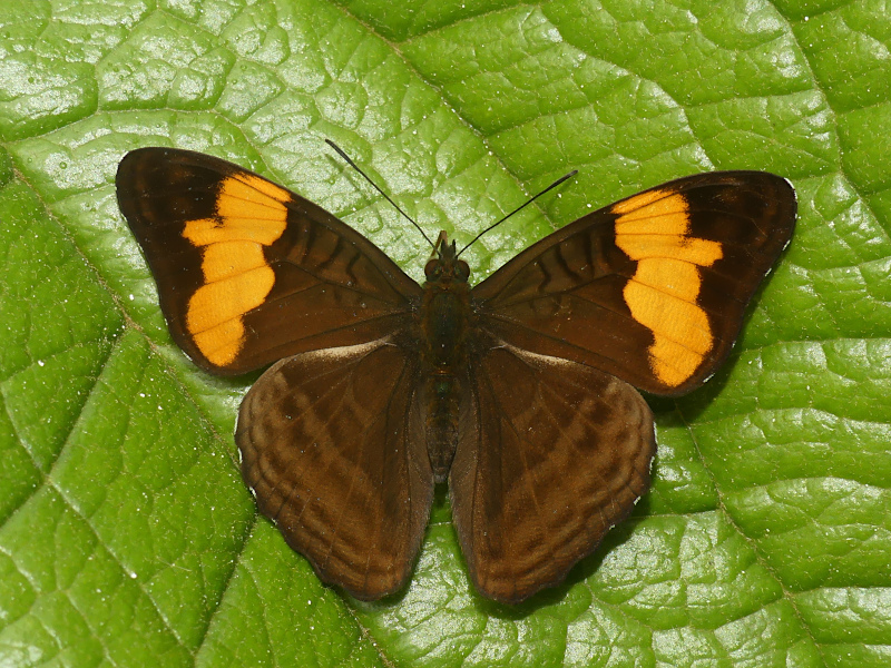Adelpha saundersii