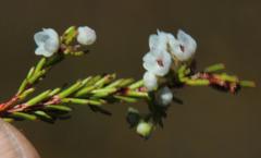 Erica capensis