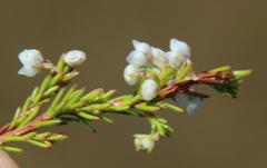 Erica capensis