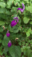 Brillantaisia lamium