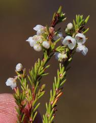Erica capensis