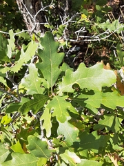 Quercus gambelii