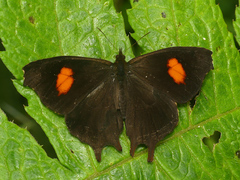 Daedalma dinias