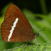 White-banded Mountain Satyr - Photo (c) David Geale, some rights reserved (CC BY-NC), uploaded by David Geale