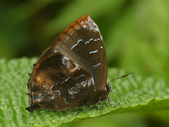 Ocaria calesia