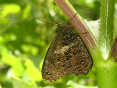 Panyapedaliodes jephtha