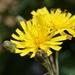 New England Hawkweed - Photo (c) Danny Steven S., some rights reserved (CC BY-SA)