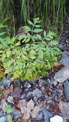 Pleurospermum austriacum
