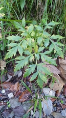 Pleurospermum austriacum