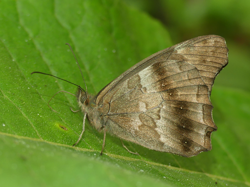 Pseudomaniola loxo