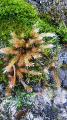 Orthothecium rufescens