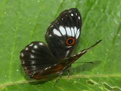 Teratophthalma bacche