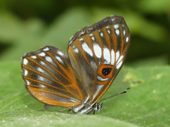 Teratophthalma bacche
