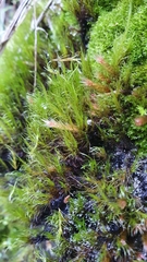 Flexitrichum gracile